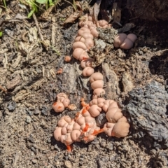 Lycogala epidendrum (Complex) at Fyshwick, ACT - 4 Mar 2022