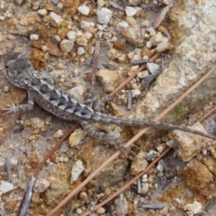 Amphibolurus muricatus (Jacky Lizard) at Tralee, NSW - 10 Feb 2021 by roman_soroka