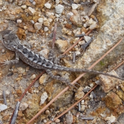 Amphibolurus muricatus (Jacky Lizard) at Tralee, NSW - 10 Feb 2021 by roman_soroka