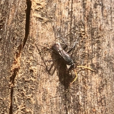 Fabriogenia sp. (genus) (Spider wasp) at Aranda, ACT - 3 Mar 2022 by KMcCue