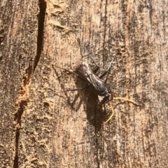 Fabriogenia sp. (genus) (Spider wasp) at GG182 - 3 Mar 2022 by KMcCue