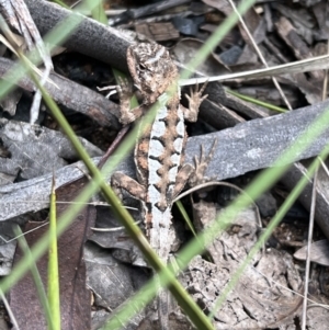 Rankinia diemensis at Cotter River, ACT - 4 Mar 2022 01:19 PM