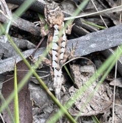 Rankinia diemensis at Cotter River, ACT - 4 Mar 2022 01:19 PM