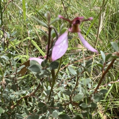 Eriochilus magenteus (Magenta Autumn Orchid) at Namadgi National Park - 4 Mar 2022 by SimoneC