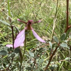 Eriochilus magenteus at Tennent, ACT - suppressed