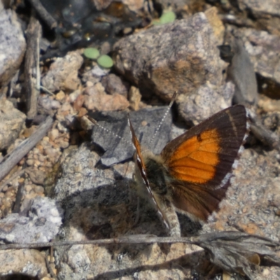 Lucia limbaria (Chequered Copper) at Googong, NSW - 3 Mar 2022 by SteveBorkowskis