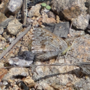 Lucia limbaria at Googong, NSW - 3 Mar 2022 02:19 PM