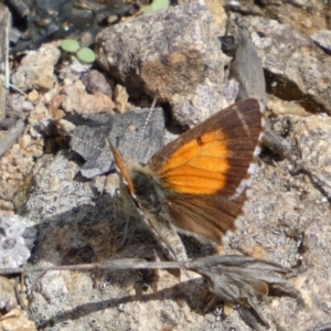 Lucia limbaria at Googong, NSW - 3 Mar 2022 02:19 PM