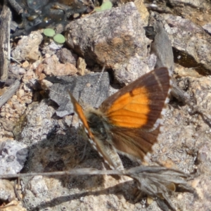 Lucia limbaria at Googong, NSW - 3 Mar 2022