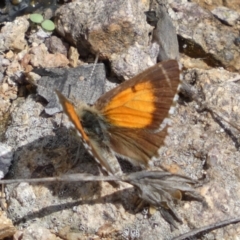 Lucia limbaria at Googong, NSW - 3 Mar 2022 02:19 PM