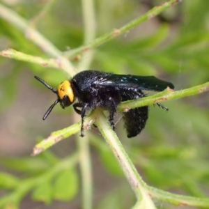 Scolia (Discolia) verticalis at Murrumbateman, NSW - 3 Mar 2022 05:09 PM