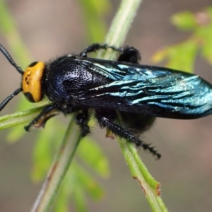 Scolia (Discolia) verticalis at Murrumbateman, NSW - 3 Mar 2022 05:09 PM