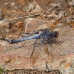 Orthetrum caledonicum (Blue Skimmer) at Googong, NSW - 3 Mar 2022 by SteveBorkowskis