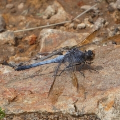 Orthetrum caledonicum (Blue Skimmer) at QPRC LGA - 3 Mar 2022 by Steve_Bok