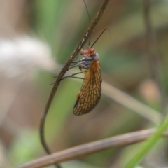 Chorista australis (Autumn scorpion fly) at QPRC LGA - 4 Mar 2022 by Steve_Bok