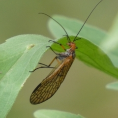 Chorista australis at Jerrabomberra, NSW - 4 Mar 2022