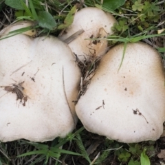 Agaricus sp. (Agaricus) at QPRC LGA - 3 Mar 2022 by WHall