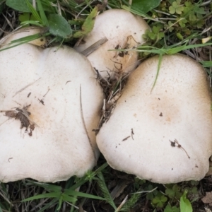 Agaricus sp. at Googong, NSW - 3 Mar 2022 03:24 PM