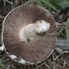 Agaricus sp. at Googong, NSW - 3 Mar 2022 03:24 PM