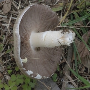 Agaricus sp. at Googong, NSW - 3 Mar 2022