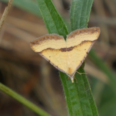 Anachloris subochraria (Golden Grass Carpet (Ennominae)) at Jerrabomberra, NSW - 4 Mar 2022 by SteveBorkowskis