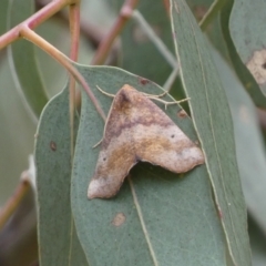 Mnesampela privata (Autumn Gum Moth) at Jerrabomberra, NSW - 4 Mar 2022 by Steve_Bok