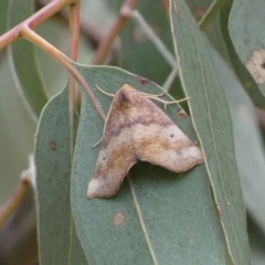 Mnesampela privata (Autumn Gum Moth) at QPRC LGA - 4 Mar 2022 by Steve_Bok