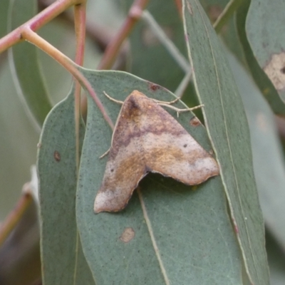 Mnesampela privata (Autumn Gum Moth) at Jerrabomberra, NSW - 4 Mar 2022 by Steve_Bok