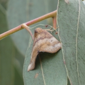 Mnesampela privata at Jerrabomberra, NSW - 4 Mar 2022 12:11 PM