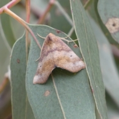 Mnesampela privata at Jerrabomberra, NSW - 4 Mar 2022 12:11 PM