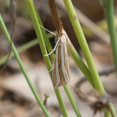 Hednota bivittella (A Crambid moth (Crambinae) at Jerrabomberra, NSW - 4 Mar 2022 by SteveBorkowskis