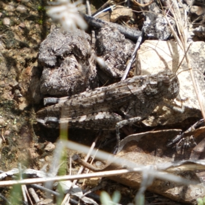 Peakesia hospita (Common Peakesia Grasshopper) at Jerrabomberra, NSW - 4 Mar 2022 by Steve_Bok