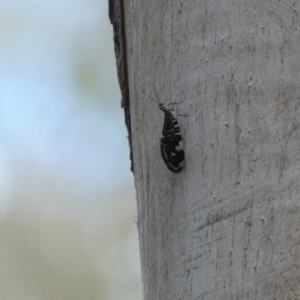 Porismus strigatus at Jerrabomberra, NSW - 4 Mar 2022