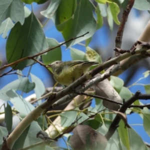 Smicrornis brevirostris at Jerrabomberra, NSW - 4 Mar 2022