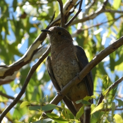 Cacomantis flabelliformis (Fan-tailed Cuckoo) at Jerrabomberra, NSW - 4 Mar 2022 by SteveBorkowskis