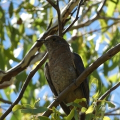 Cacomantis flabelliformis at Jerrabomberra, NSW - 4 Mar 2022