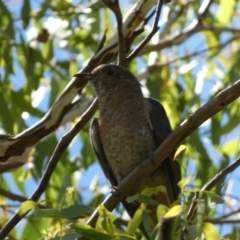 Cacomantis flabelliformis at Jerrabomberra, NSW - 4 Mar 2022