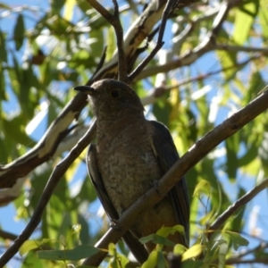 Cacomantis flabelliformis at Jerrabomberra, NSW - 4 Mar 2022