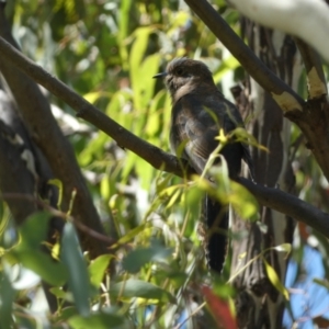 Cacomantis flabelliformis at Jerrabomberra, NSW - 4 Mar 2022