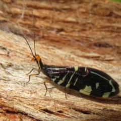 Porismus strigatus (Pied Lacewing) at Watson Green Space - 4 Mar 2022 by Christine