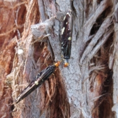 Porismus strigatus at Watson, ACT - 4 Mar 2022 04:28 PM