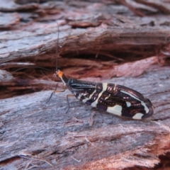 Porismus strigatus at Watson, ACT - 4 Mar 2022 04:28 PM