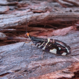 Porismus strigatus at Watson, ACT - 4 Mar 2022