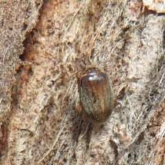 Scirtes sp. (Scirtid beetle) at Watson, ACT - 4 Mar 2022 by Christine