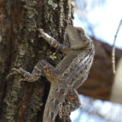 Amphibolurus muricatus (Jacky Lizard) at QPRC LGA - 4 Mar 2022 by Steve_Bok