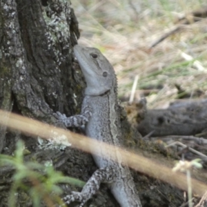 Amphibolurus muricatus at Jerrabomberra, NSW - 4 Mar 2022