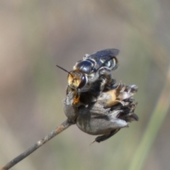 Lipotriches (Austronomia) australica at Jerrabomberra, NSW - 4 Mar 2022 by SteveBorkowskis