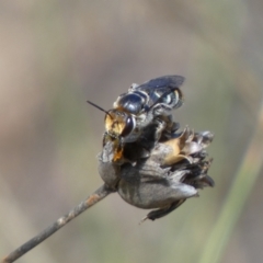 Lipotriches (Austronomia) australica at Jerrabomberra, NSW - 4 Mar 2022 by Steve_Bok