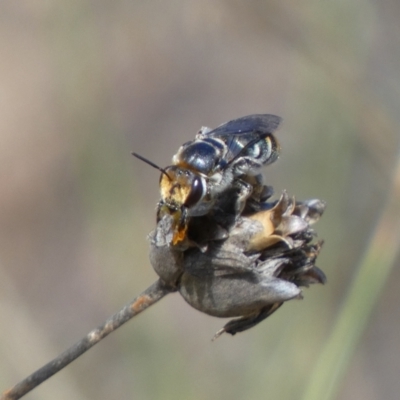 Lipotriches (Austronomia) australica at Jerrabomberra, NSW - 4 Mar 2022 by SteveBorkowskis