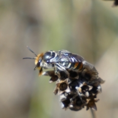 Lipotriches (Austronomia) australica at Jerrabomberra, NSW - 4 Mar 2022 03:25 PM